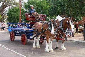 Clydesdales giving cart rides in Stirling Terrace