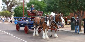Clydesdale cart rides