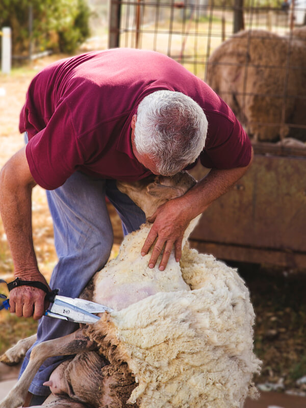 Shearing the "old" way with shears