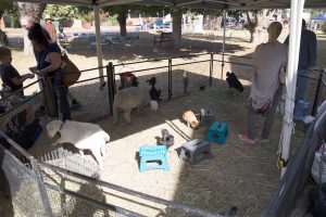 Children's Animal Farm