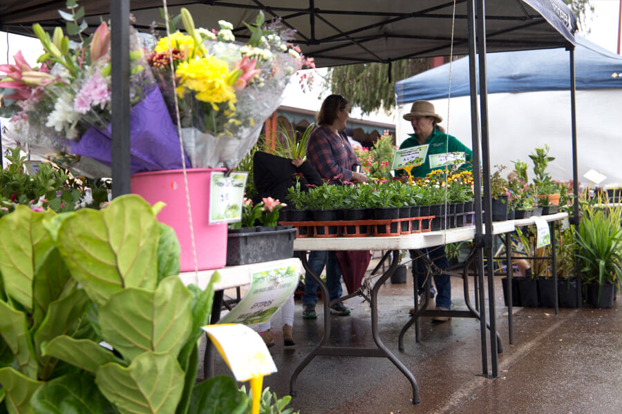Buy a plant or three from the nursery's stall